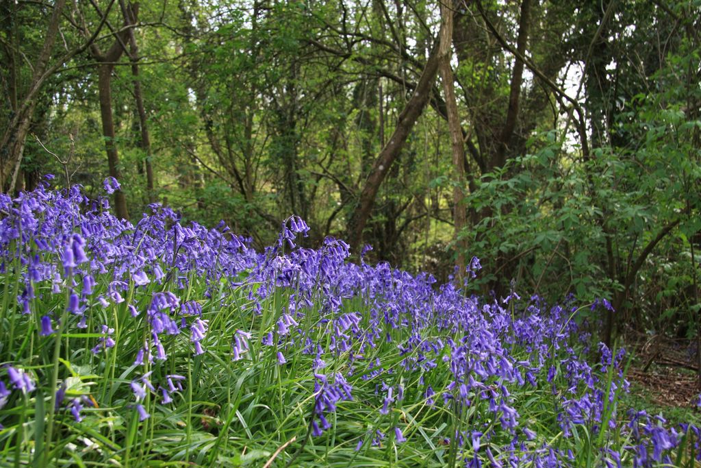 Woodland- click for photo gallery